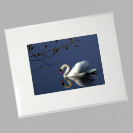 Swan (Mini)