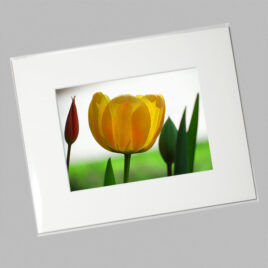 Yellow Tulip with Friends (Mini)
