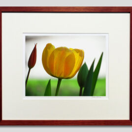 Yellow Tulip with Friends Small